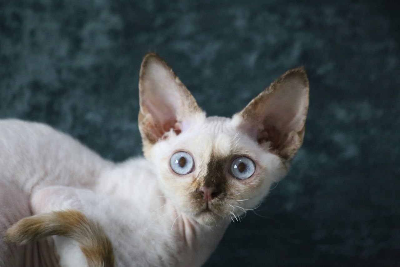 💜DRX h 33 кошка Nevskiy Favorite  Jalina д/р 15.11.25. Nevskiy Favorite — питомник девон-рексов в Санкт-Петербурге. Здоровые, ласковые и редкие котята