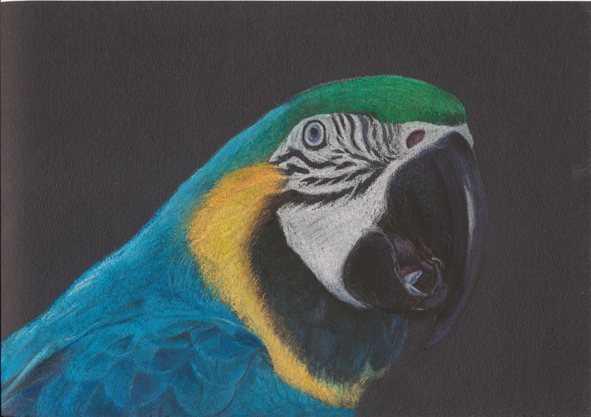 АНИМАЛИЗМ. Елена Опалева — художница. Москва