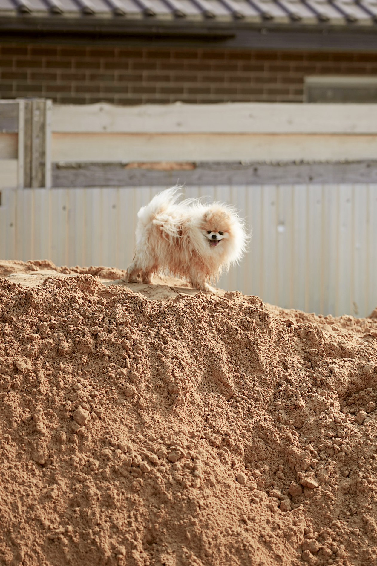 Animals. Фотограф Евгения Саботаж в г. Москва