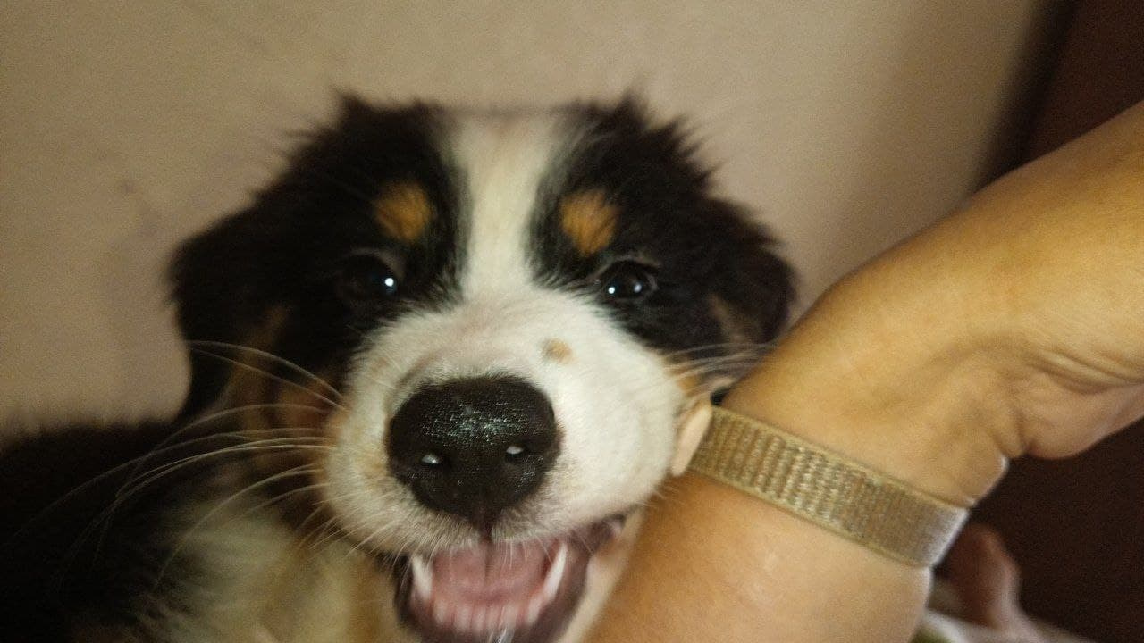 Рыся. BLGKV питомник собак