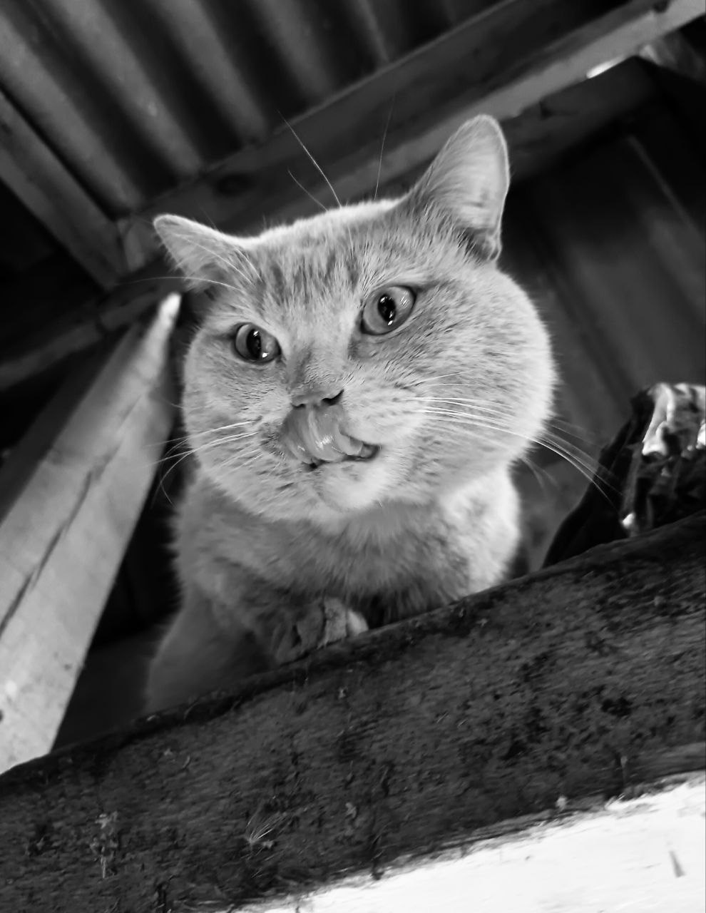 ДЕРЕВЕНСКАЯ ЖИЗНЬ. ДЕТАЛИ. Фотограф Красноярск съемки лавстори, фотосессия в студии, портретная съемка, творческие фотосессии