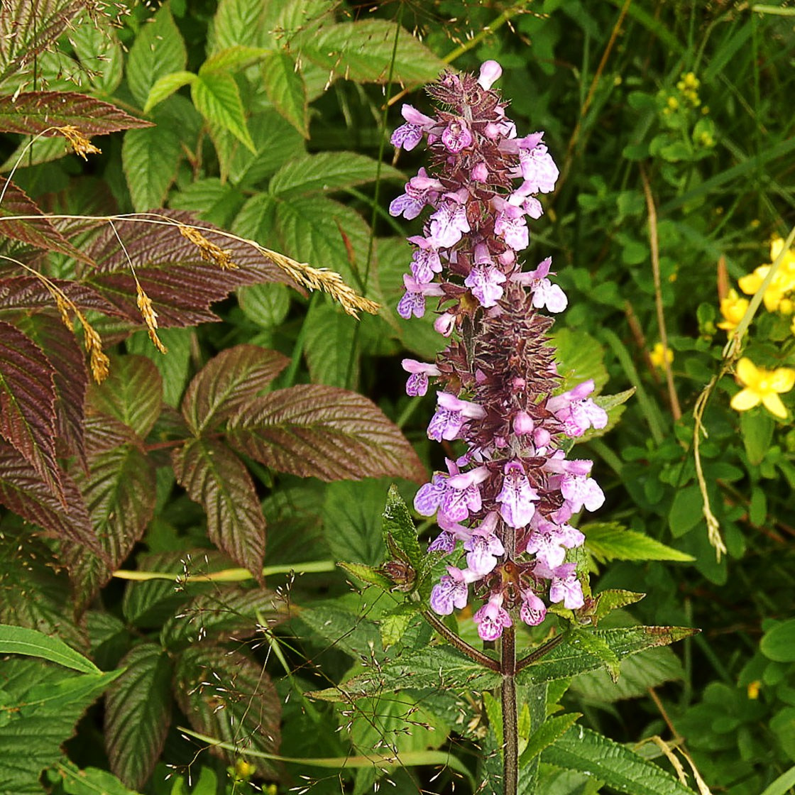 Травы. Природа севера