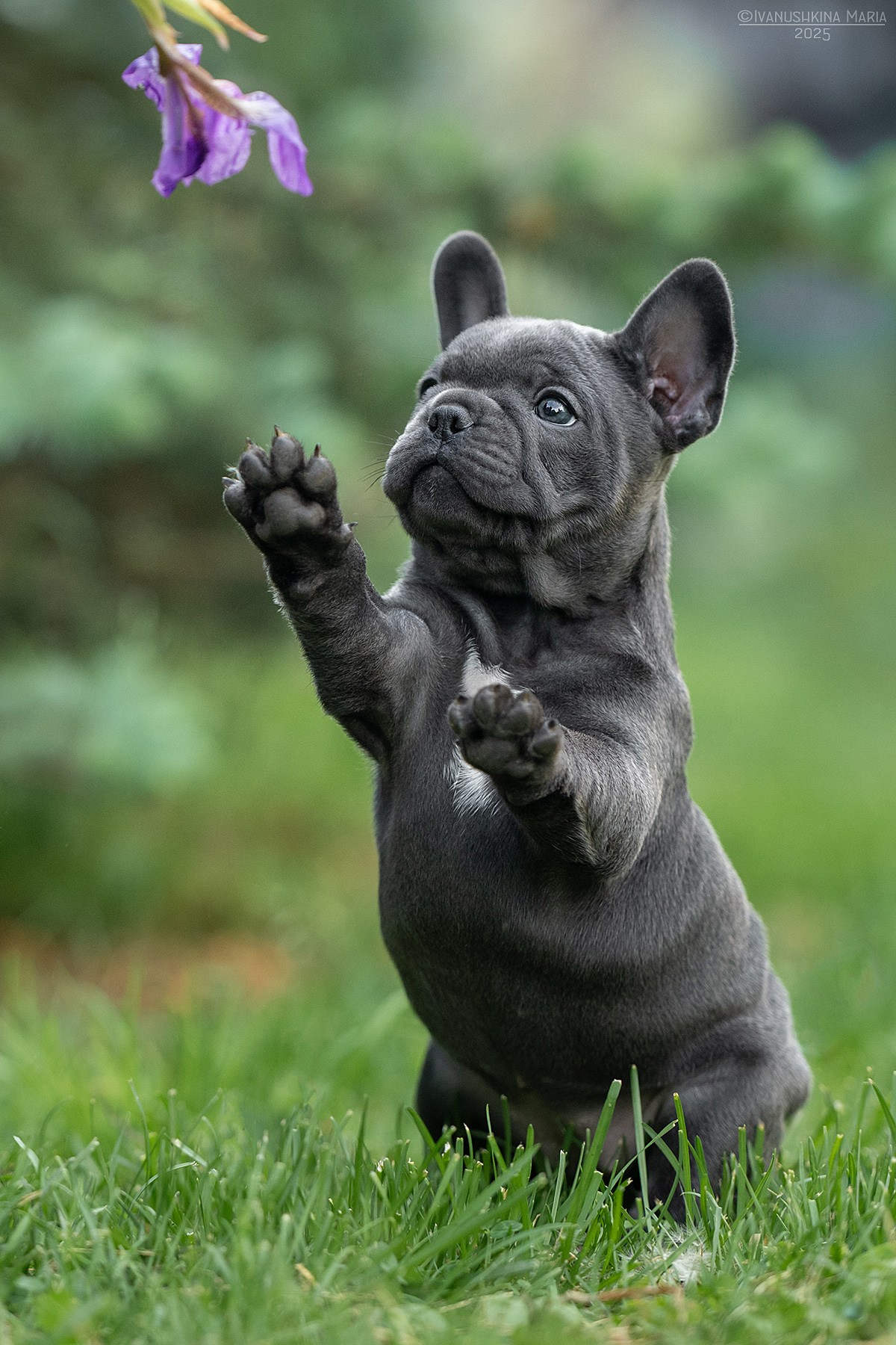 Фотосессия щенков на продажу. Фотограф собак в Москве и Московской области Иванушкина Мария