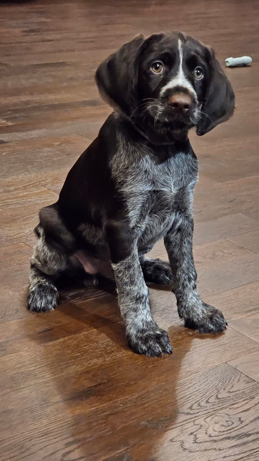 Вигдис вом Сандра Лэнд, Vigdis vom Sandra Land