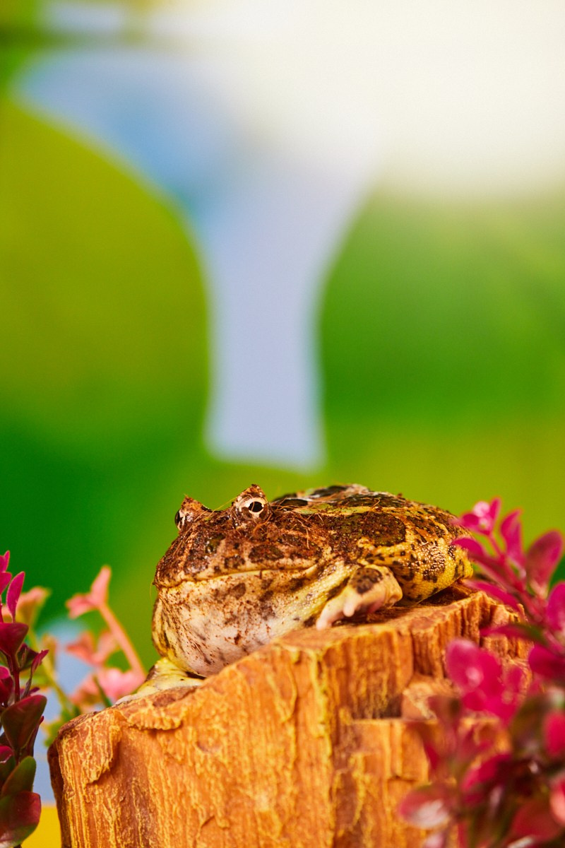 Съёмка животных — коричневая жаба сидит на пне.