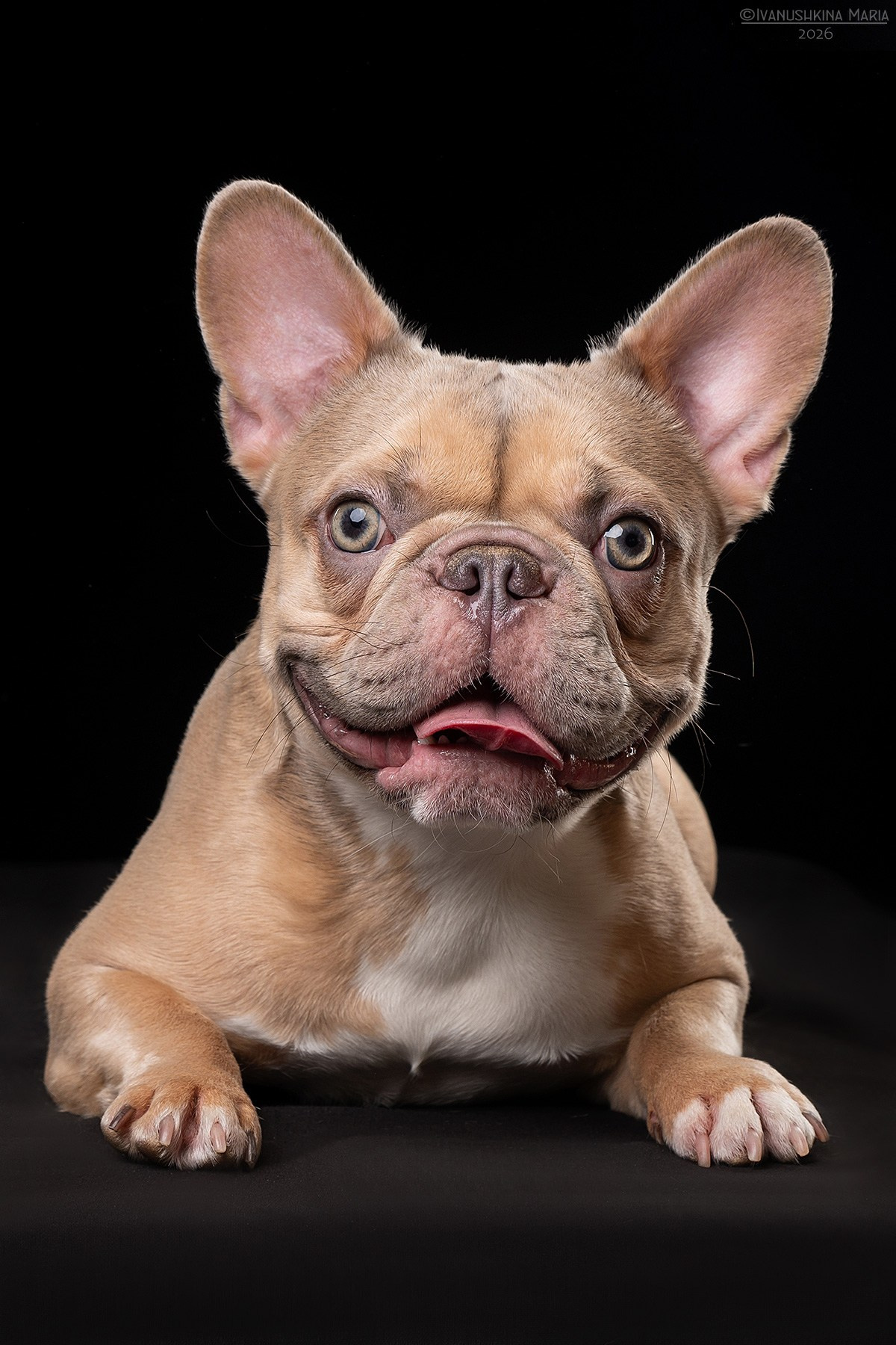 Фотосессия собаки в студии. Фотограф собак в Москве и Московской области Иванушкина Мария
