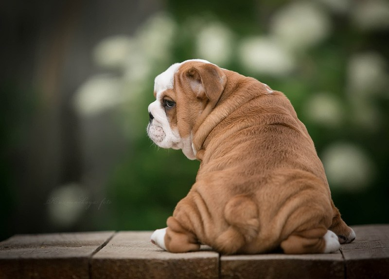 Бульдоги. Алена Кузьминская фотограф анималист Рыбинск