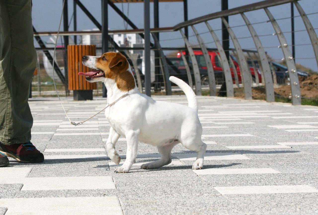 Diskaydzheks Uma Turman. Lovely-Orange питомник джек рассел терьеров