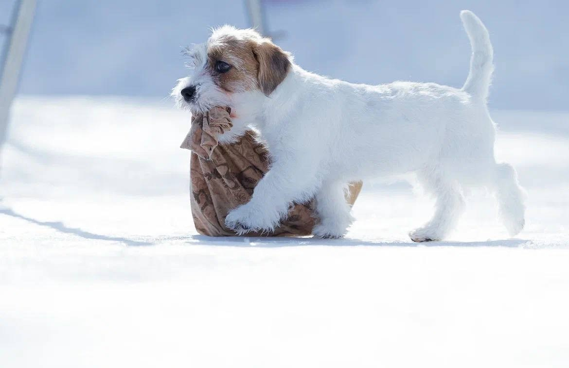 Сука 3. Lovely-Orange питомник джек рассел терьеров