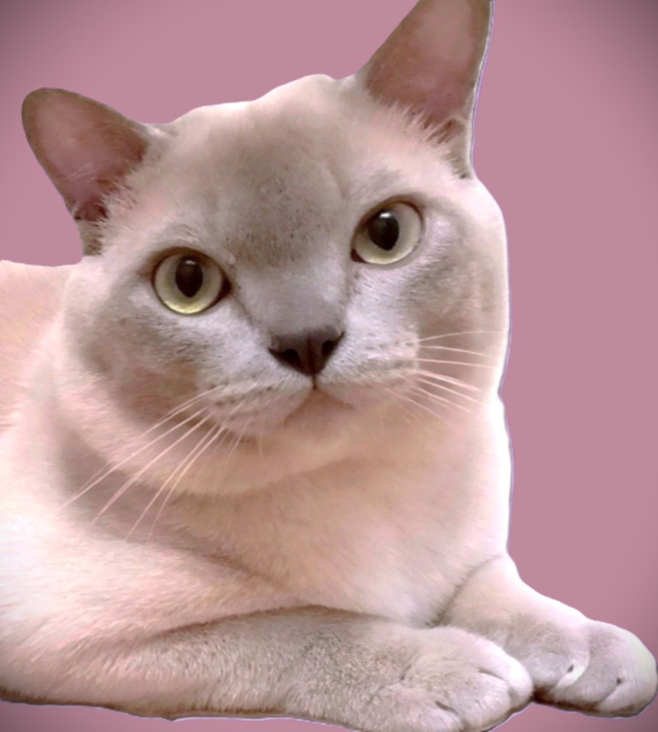 Котёнок американской бурмы. Las Burmas — питомник американской бурмы традиционных линий