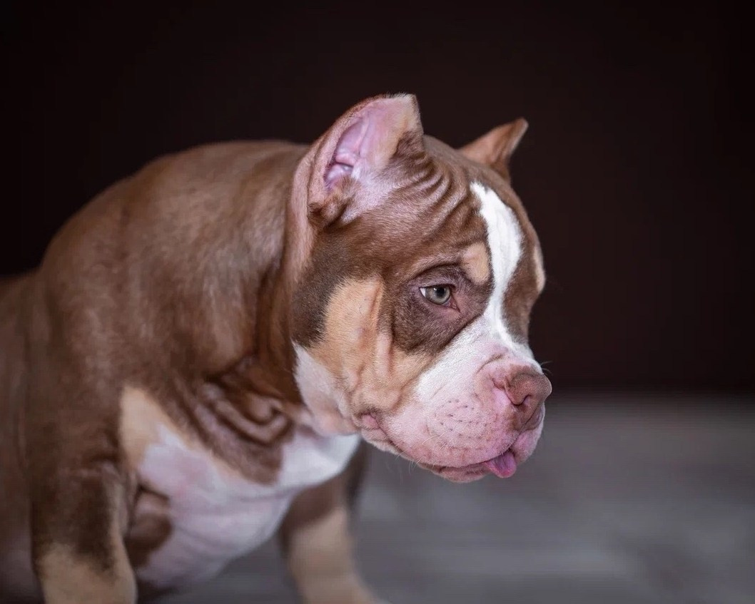 Свободные щенки Американский Булли в Иркутске. Питомник собак Иркутск