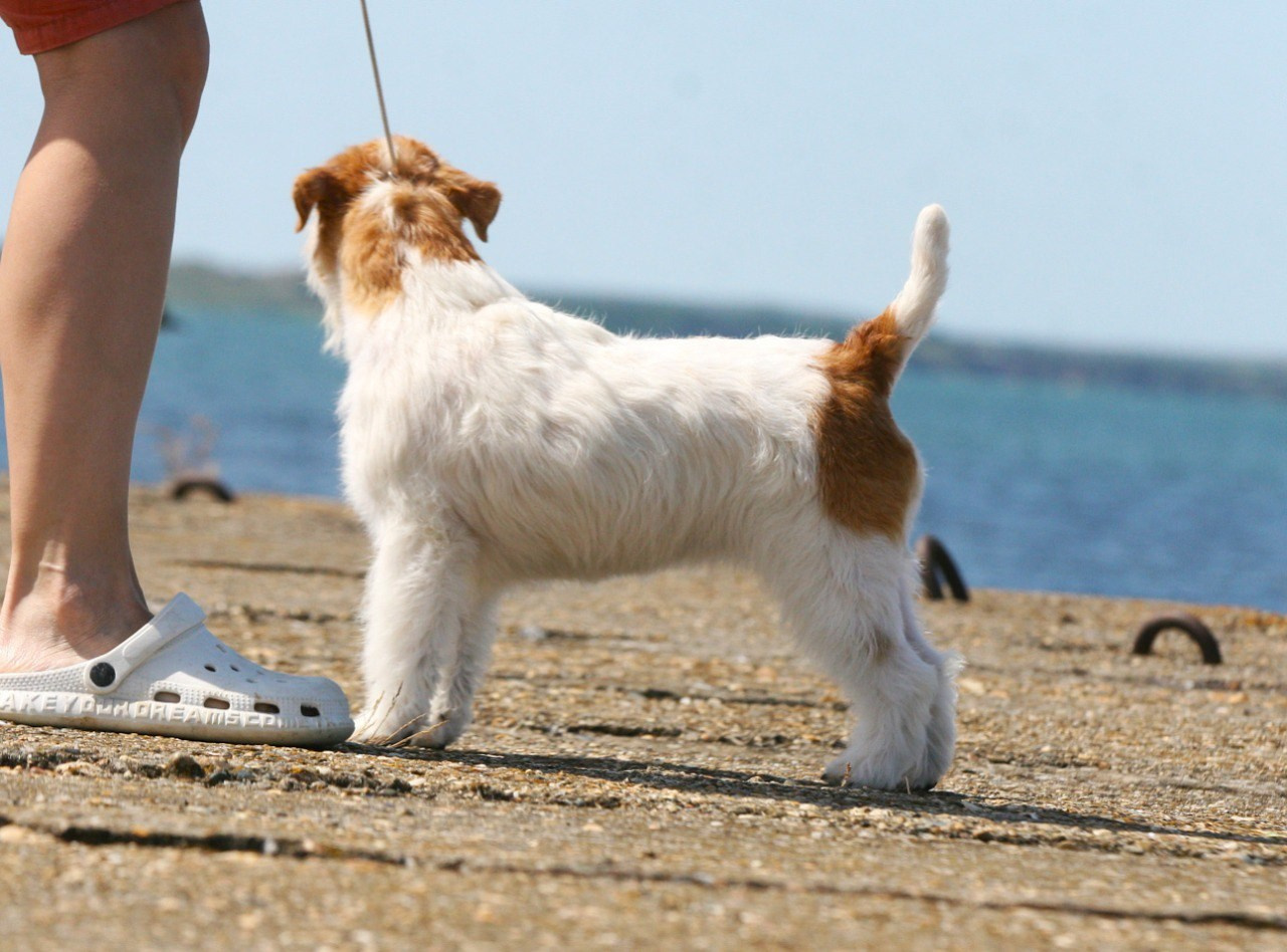 Lovely-Orange Colambina. Lovely-Orange питомник джек рассел терьеров