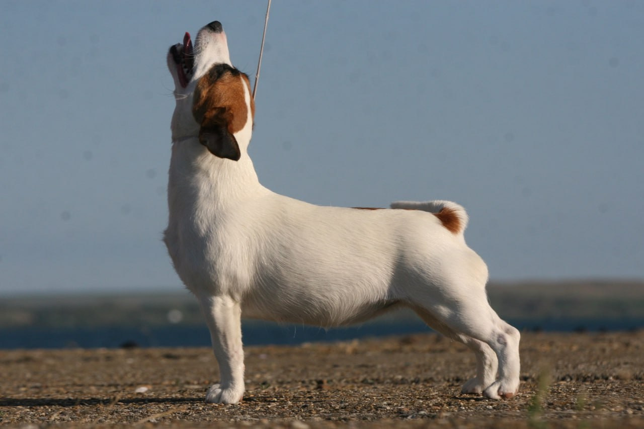 Lovely-Orange Money Money. Lovely-Orange питомник джек рассел терьеров