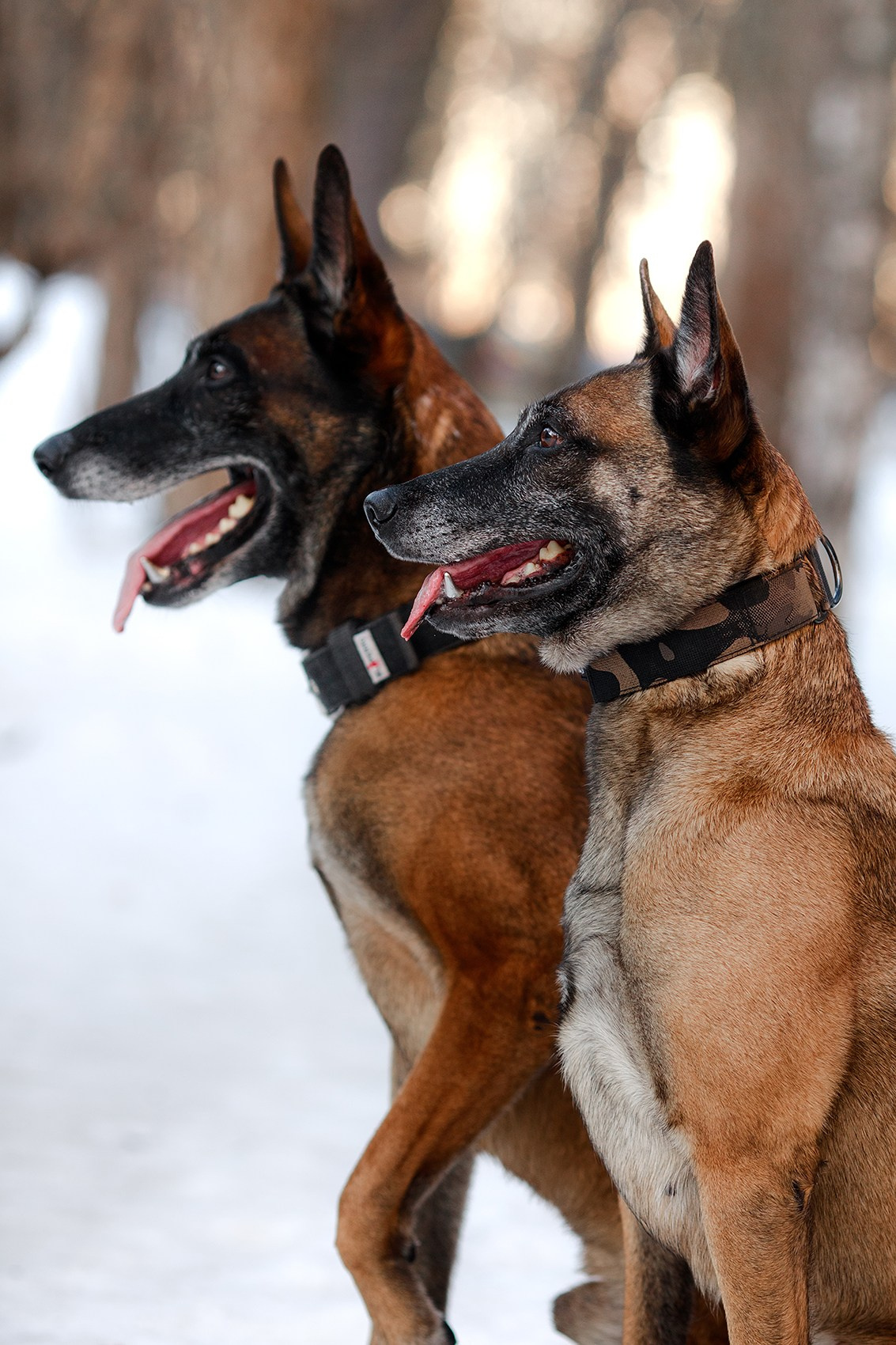Малинуа в лицах. Фотограф-анималист Mary Mart — Москва, Питер