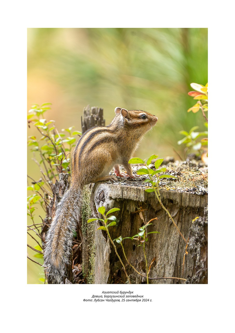 Фотовыставка «Дети природы». Фотограф Лубсан Чагдуров