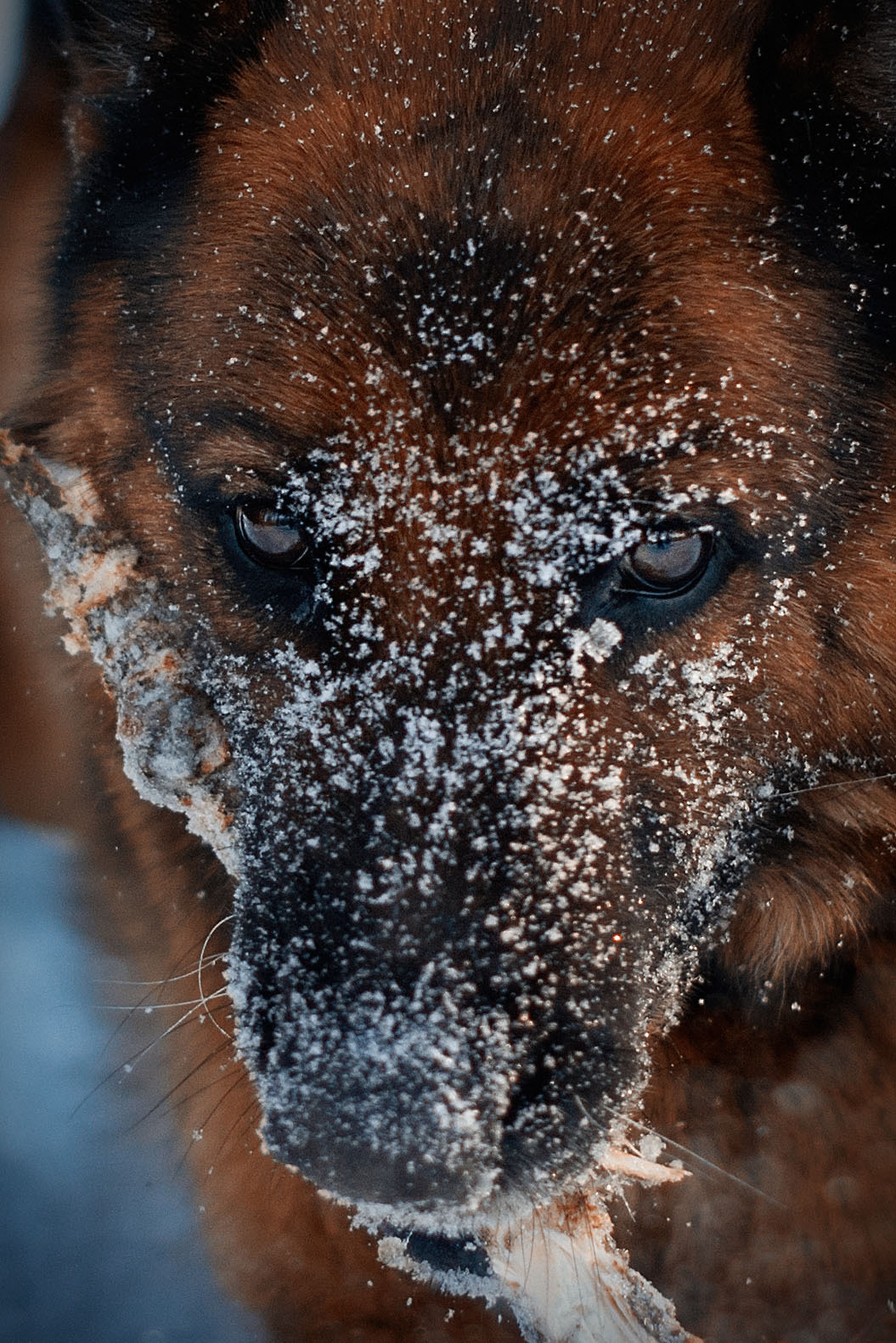 ФОТОСЪЕМКА ЖИВОТНЫХ. Фотограф в Королеве Людмила Потапова