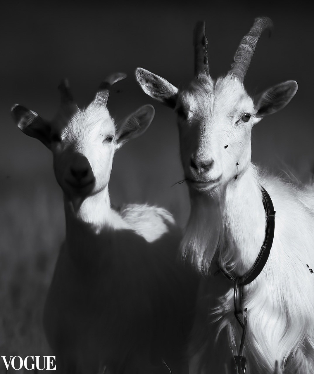 PhotoVogue. Фотографии Лены Соколовой