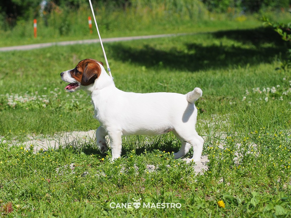 Щенок Джек-рассел-терьер. КМ ФЕЛИЧИТА. Гладкий тип шерсти. Девочка №2. КАНЕ МАЭСТРО — питомник Джек рассел терьеров