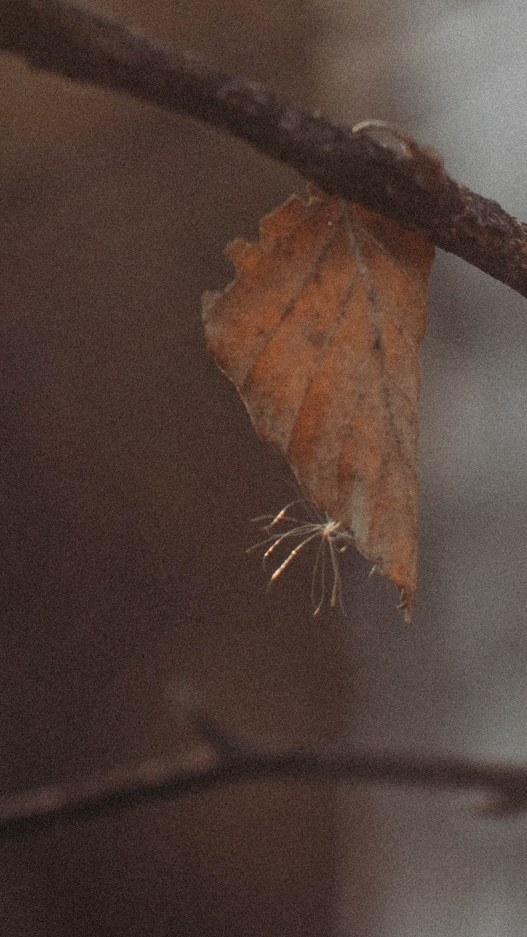 Обои на телефон. Семейный и детский фотограф в Москве