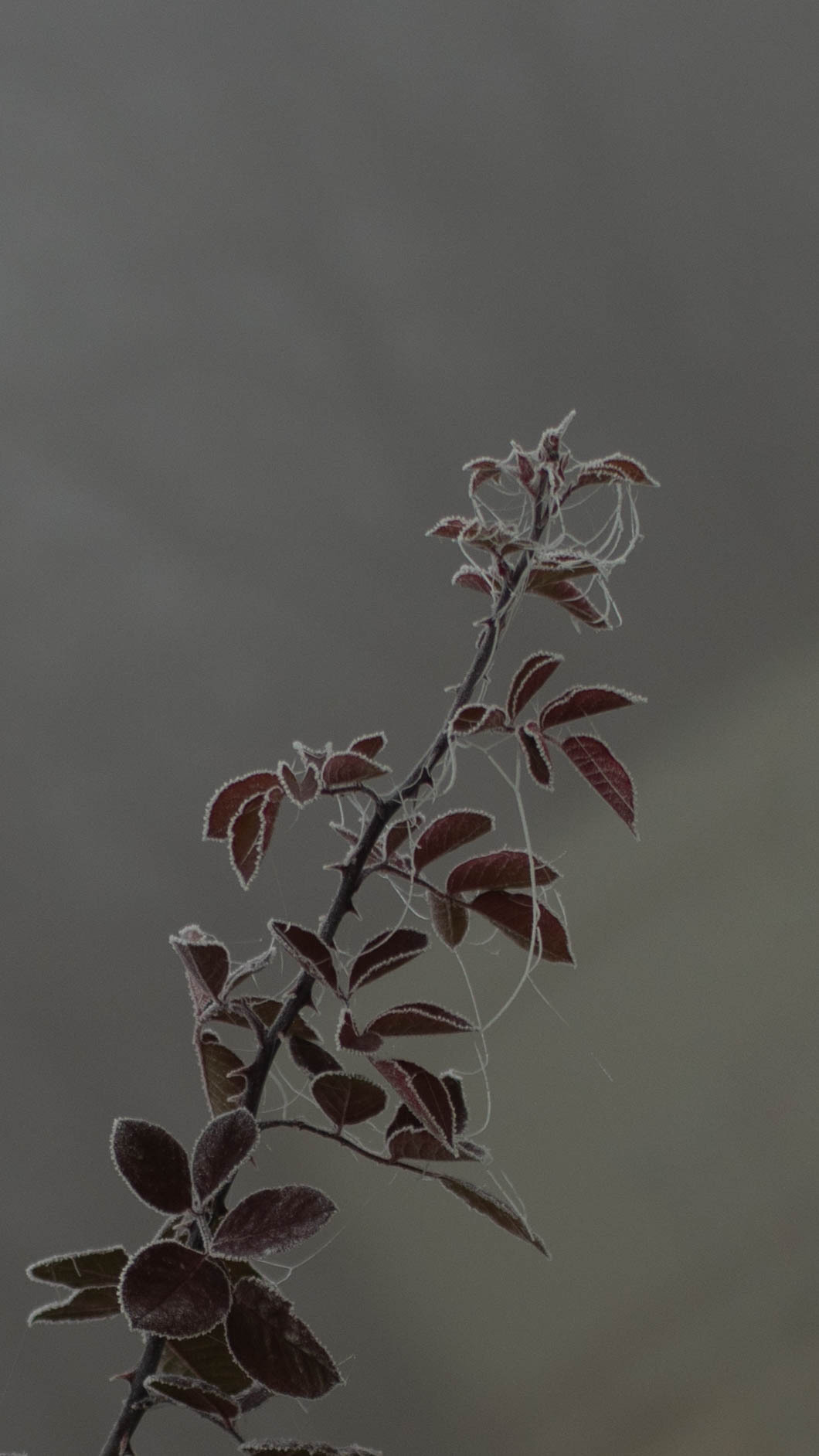 Обои на телефон. Семейный и детский фотограф в Москве