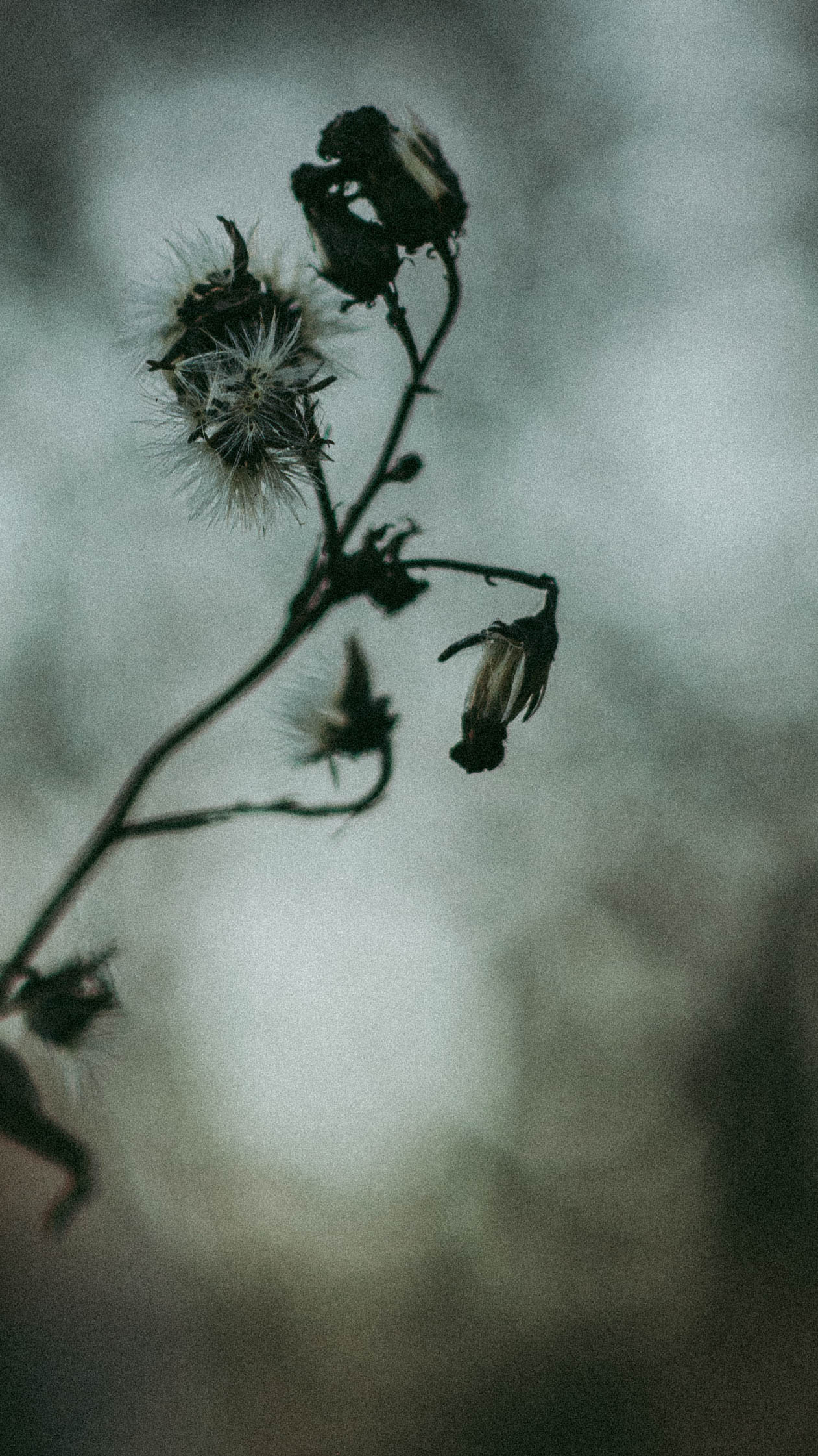 Обои на телефон. Семейный и детский фотограф в Москве