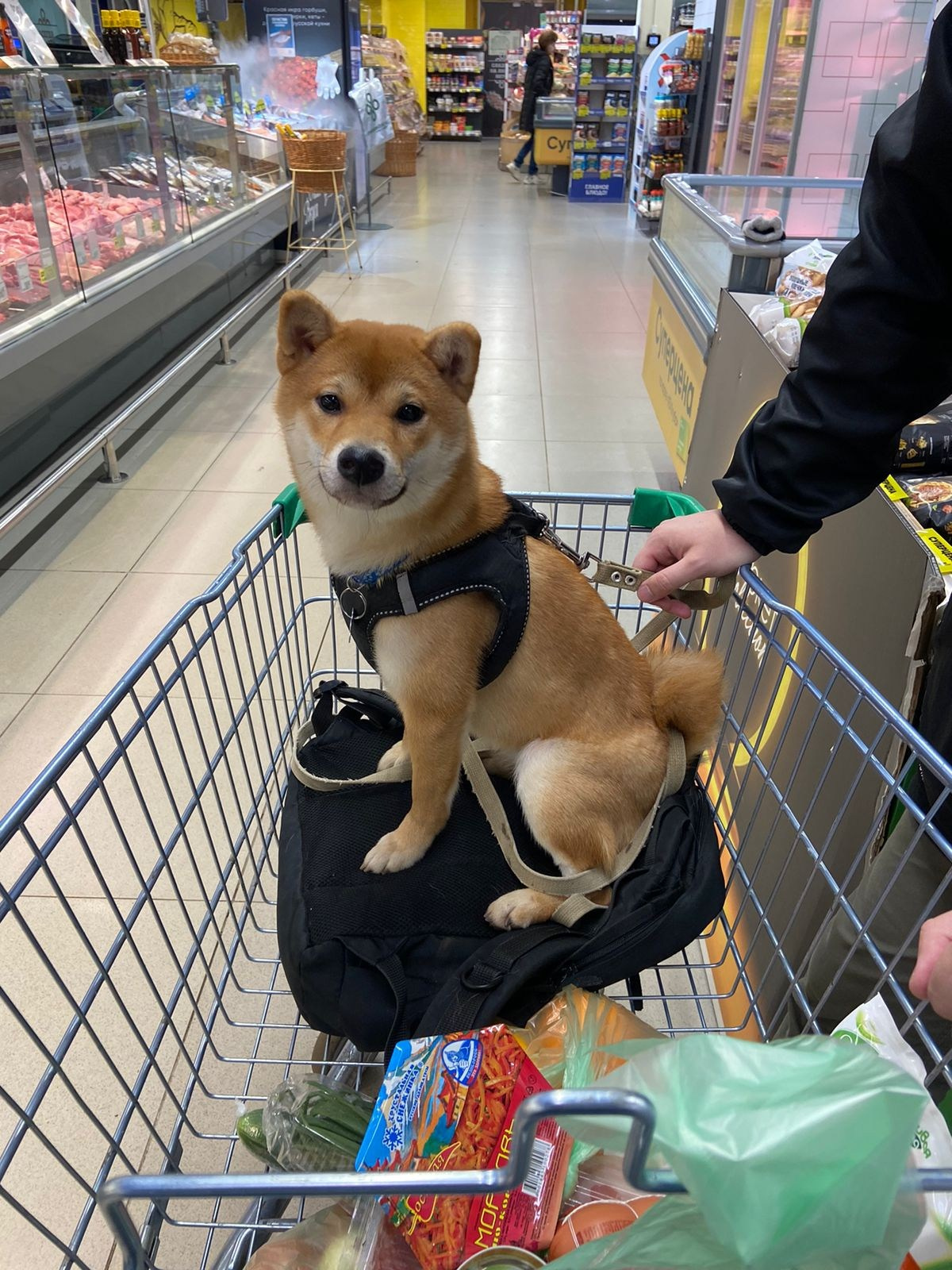 сиба питомник Рубилайт щенки на продажу rubylight  сиба щенки купить