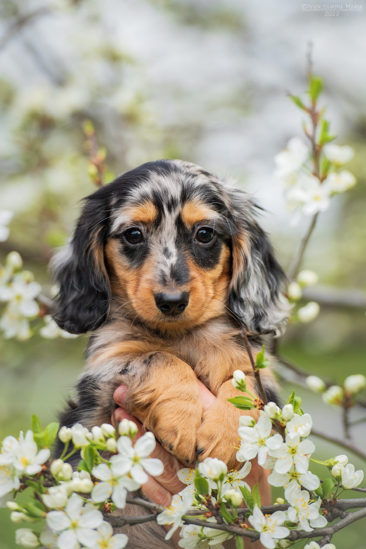 Фотосессия щенков на продажу. Фотограф собак в Москве и Московской области Иванушкина Мария