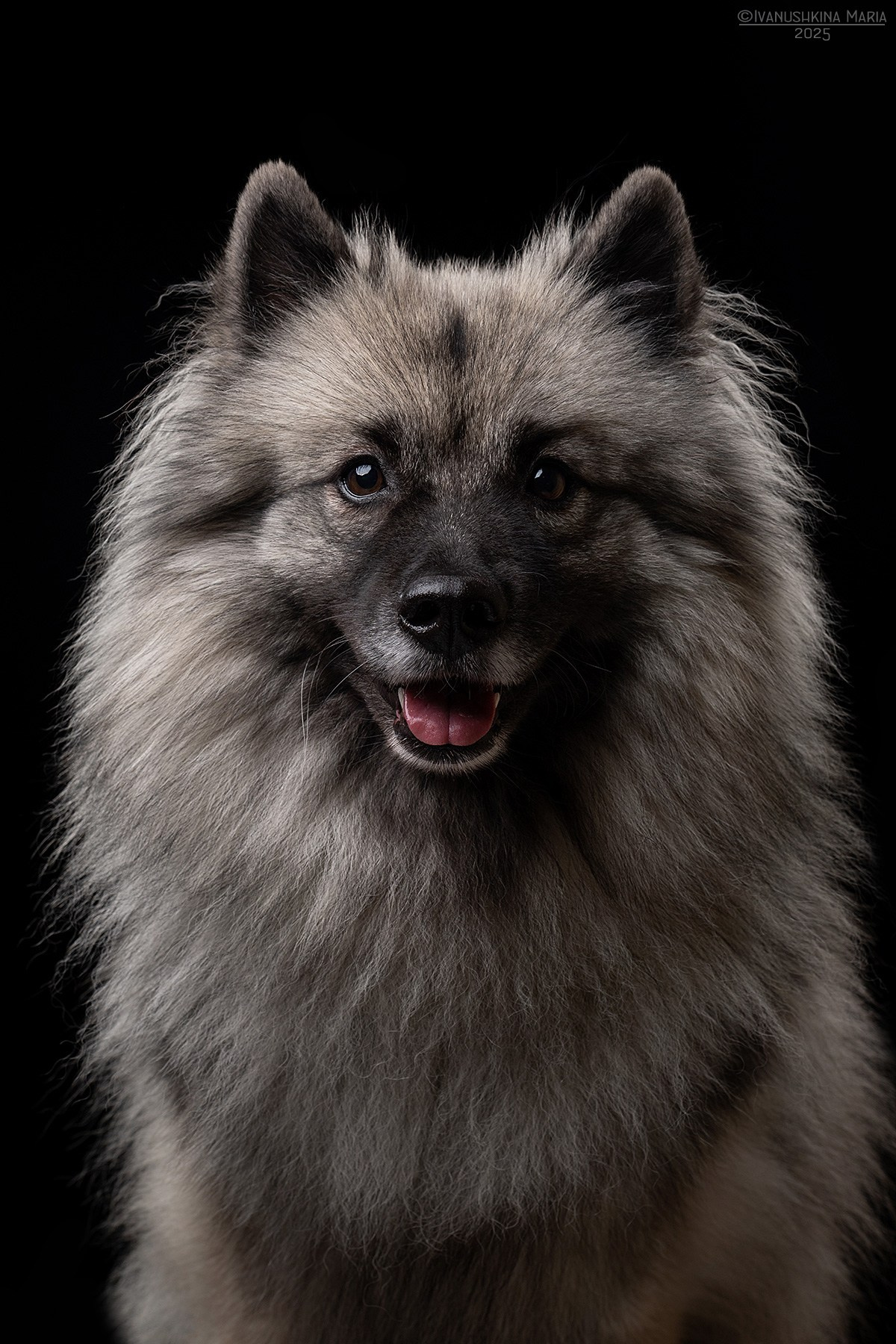 Фотосессия собаки в студии. Фотограф собак в Москве и Московской области Иванушкина Мария