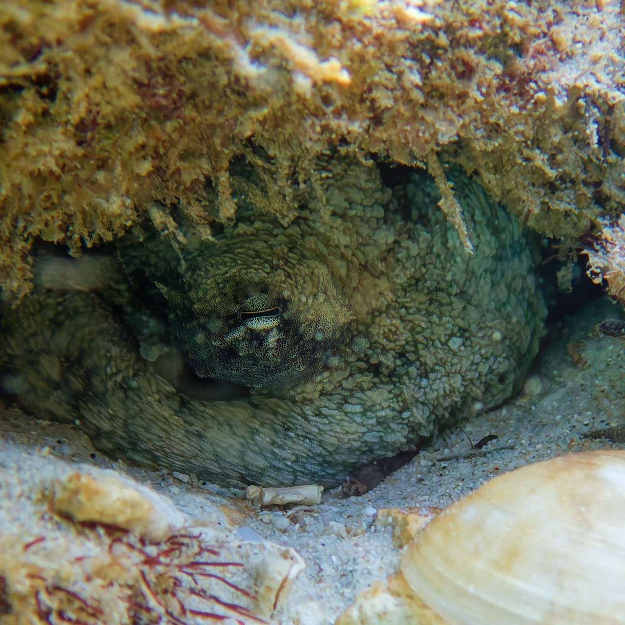 Мне посмотреть. Рыбов показываю