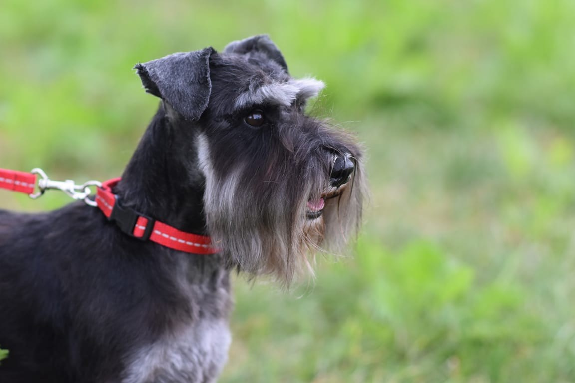 Бекки/ Delinso Balance Brilliance. Питомник цвергшнауцеров в Беларуси «Делинсо Бэлэнс»