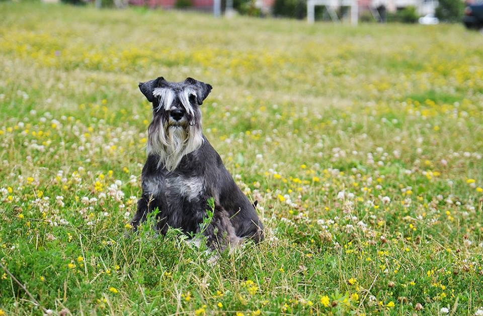 Леля/Asson Ari Unara Valeri. Питомник цвергшнауцеров в Беларуси «Делинсо Бэлэнс»