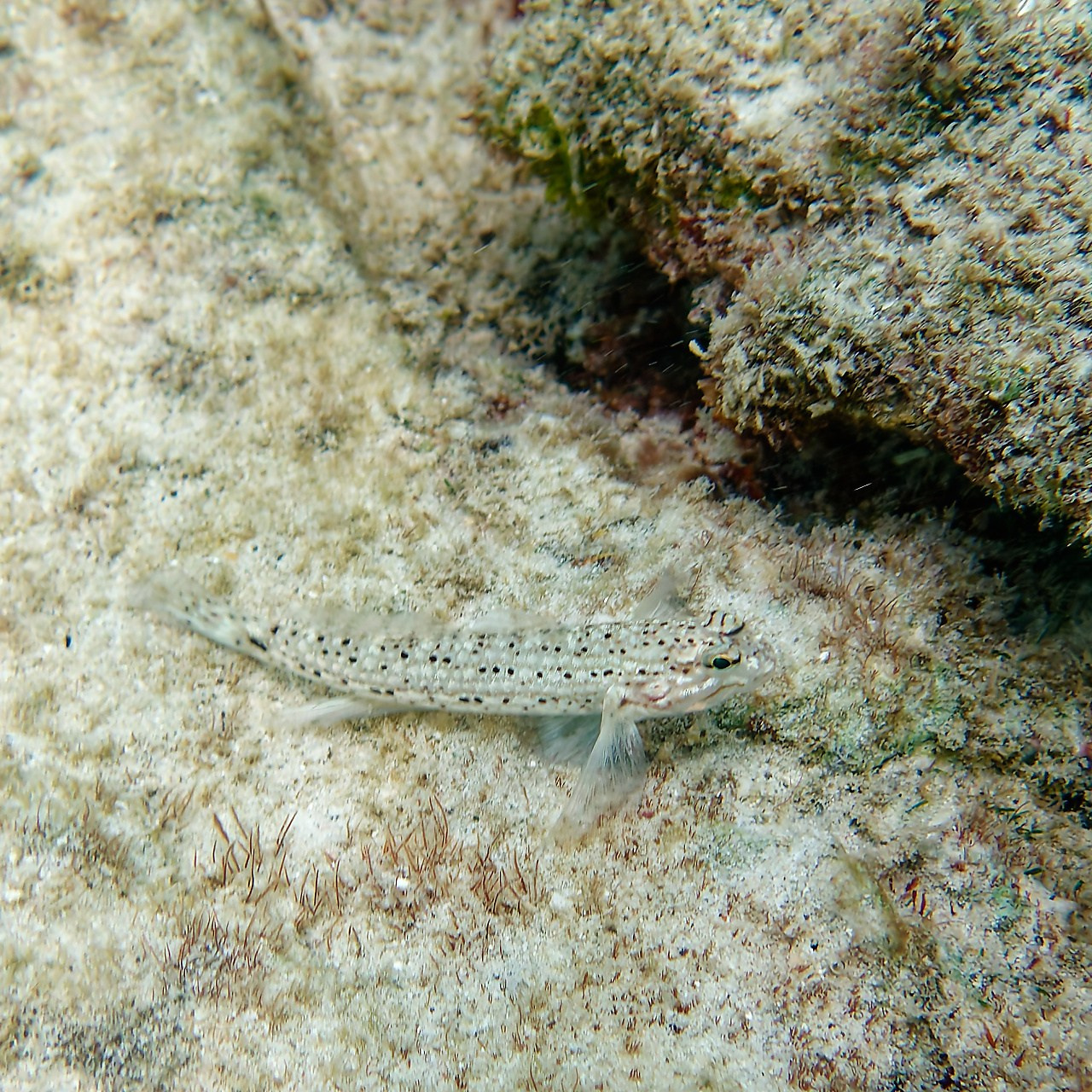 Мне посмотреть. Рыбов показываю