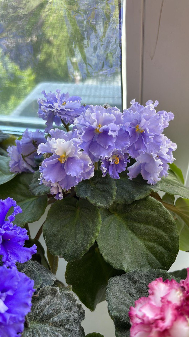 Ален Океанский берег