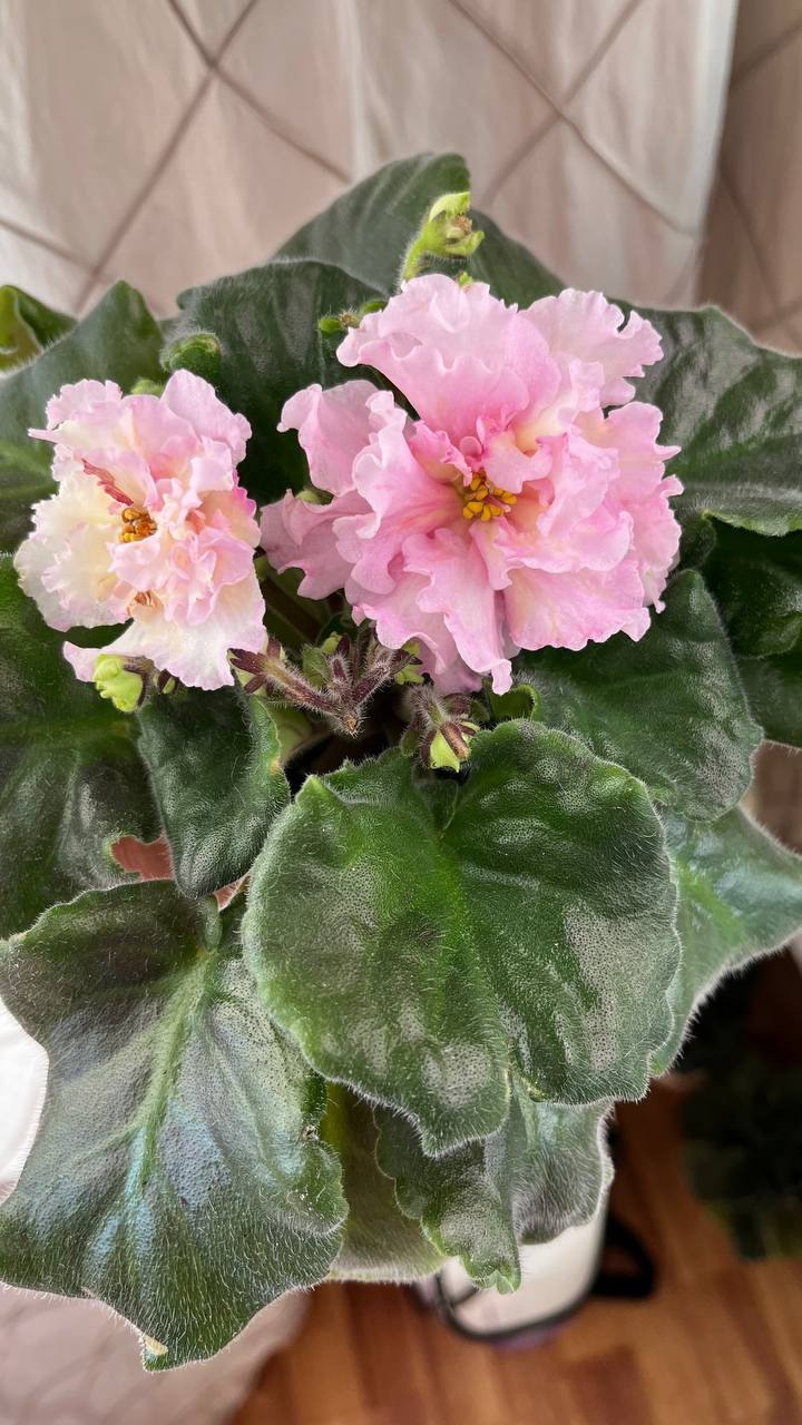 ЛЕ Золотая Хризантема