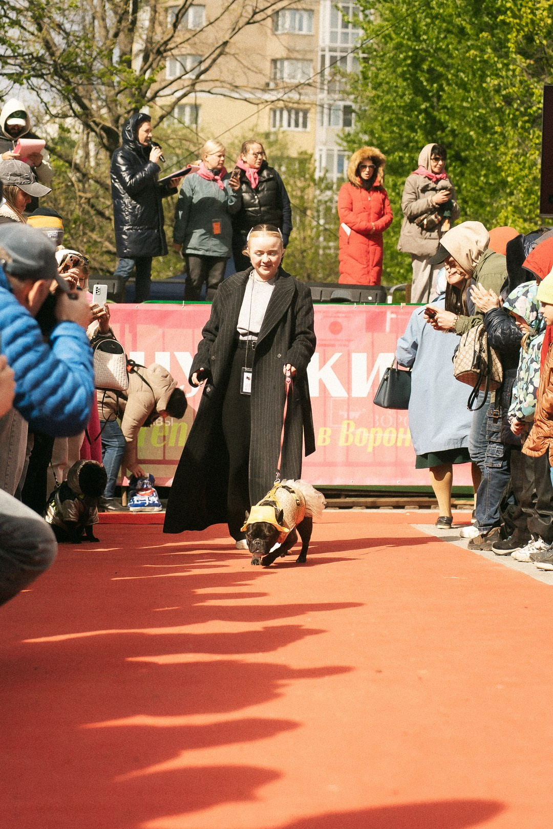 Парад Бульдогов. Axenov_eugene