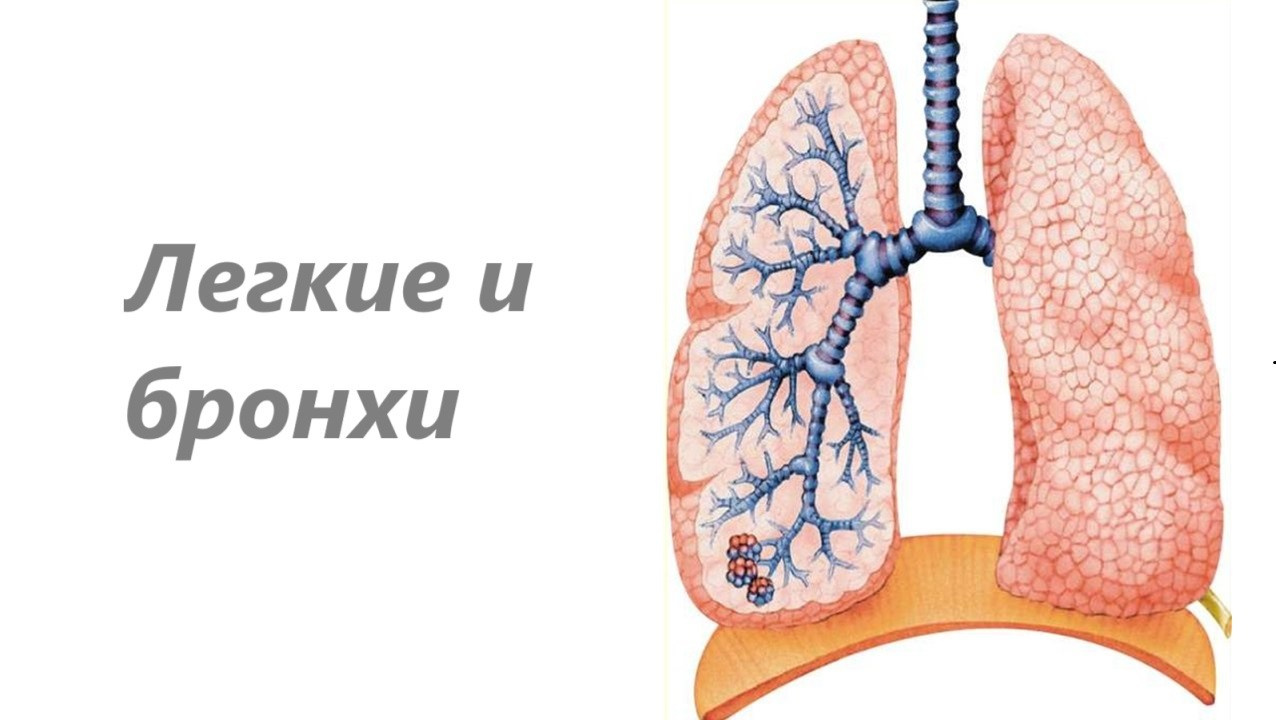 Готовые курсы приема продукции компании Сово-Сова. Сово-Сово — Омоложение и оздоровление!