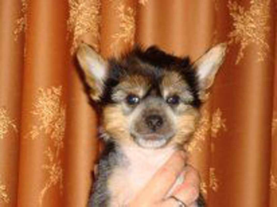 Нерону (Zlato Dinastii Neron) — 14 лет. Поздравляем тебя, наш знаменитый папа!. Питомник китайских хохлатых собак Poale Ell: купить щенка