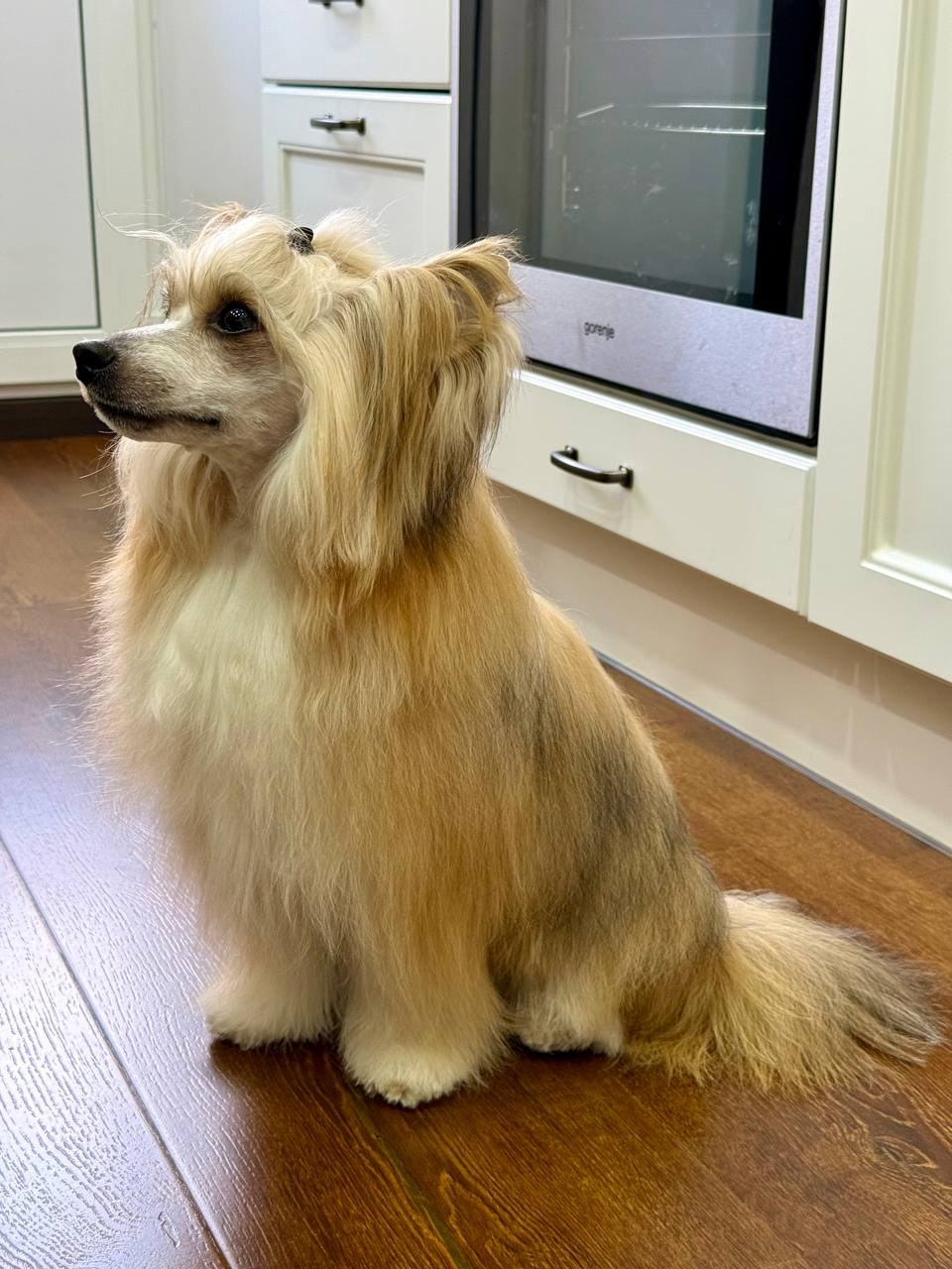 Poale Ell Veles. Chinese Crested Dog Kennel Poale Ell