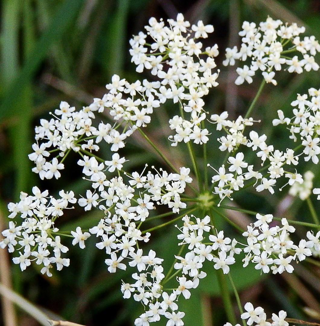 Травы. Природа севера