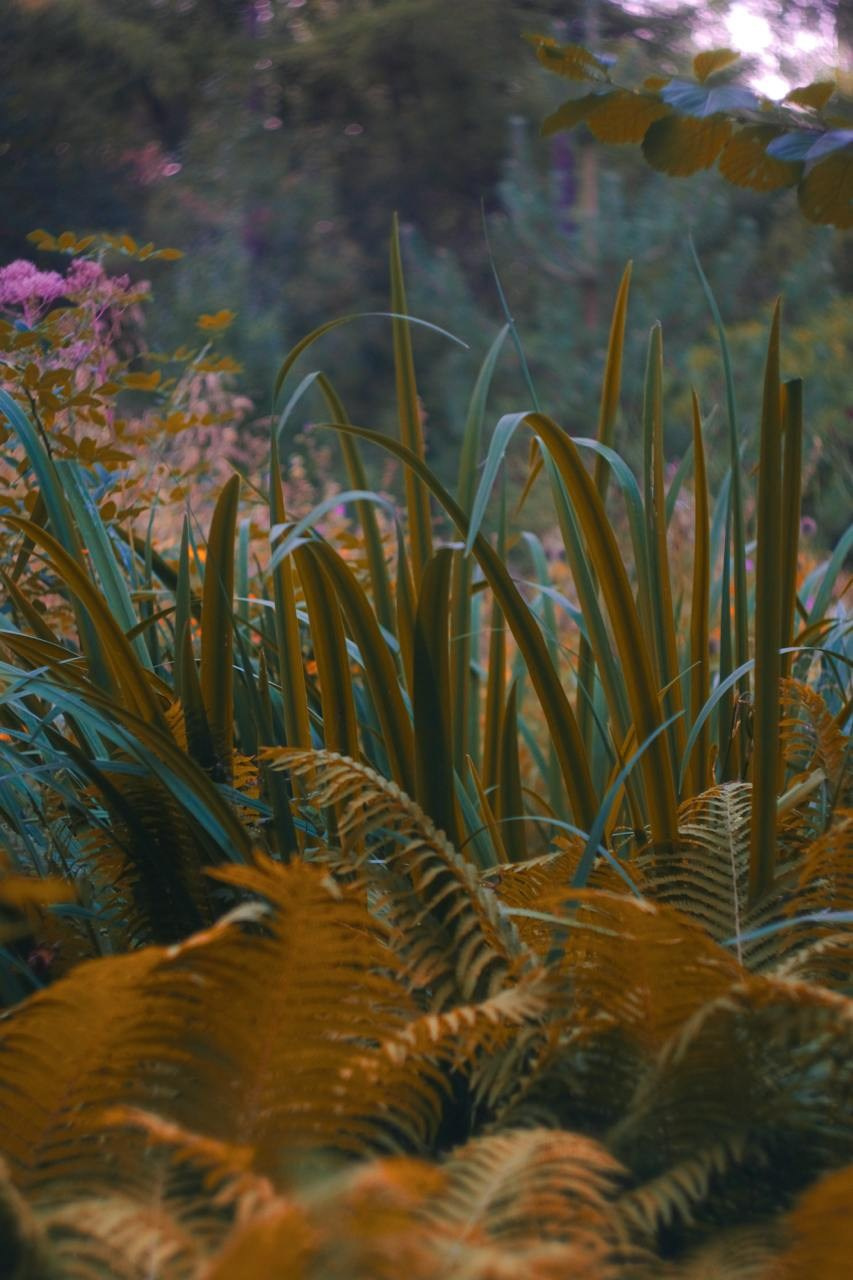 Аптекарский огород. Софа Катастрофа, Одичание. фотохудожница, креативный продюсер, автор. Nude, eros, портретный фотограф