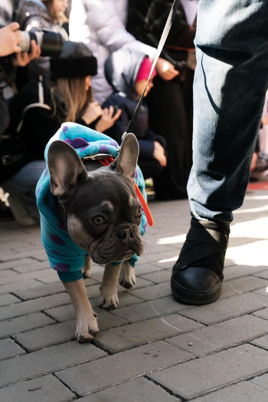 Парад Бульдогов. Axenov_eugene