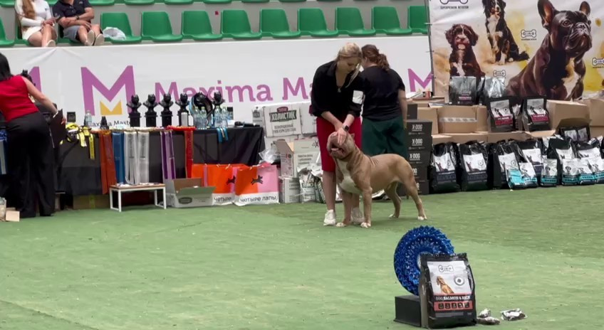 Участие в выставках. Американские булли XL в г. Калининград. Питомник Great Bully UNIVERSE