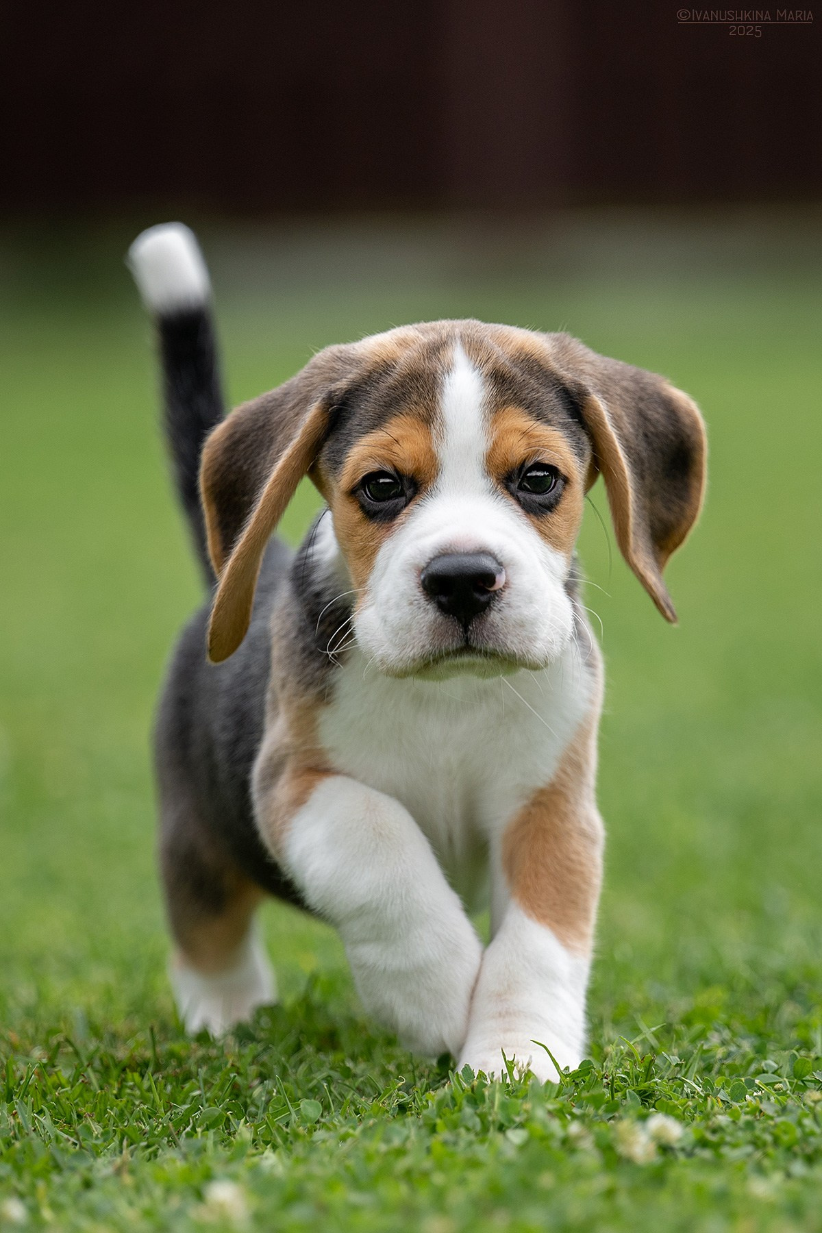 Фотосессия щенков на продажу. Фотограф собак в Москве и Московской области Иванушкина Мария