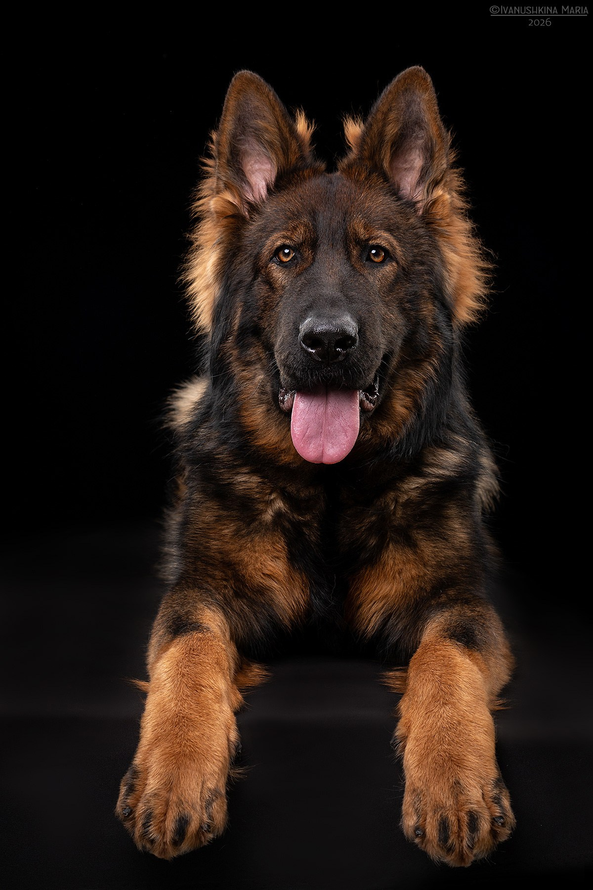 Фотосессия собаки в студии. Фотограф собак в Москве и Московской области Иванушкина Мария