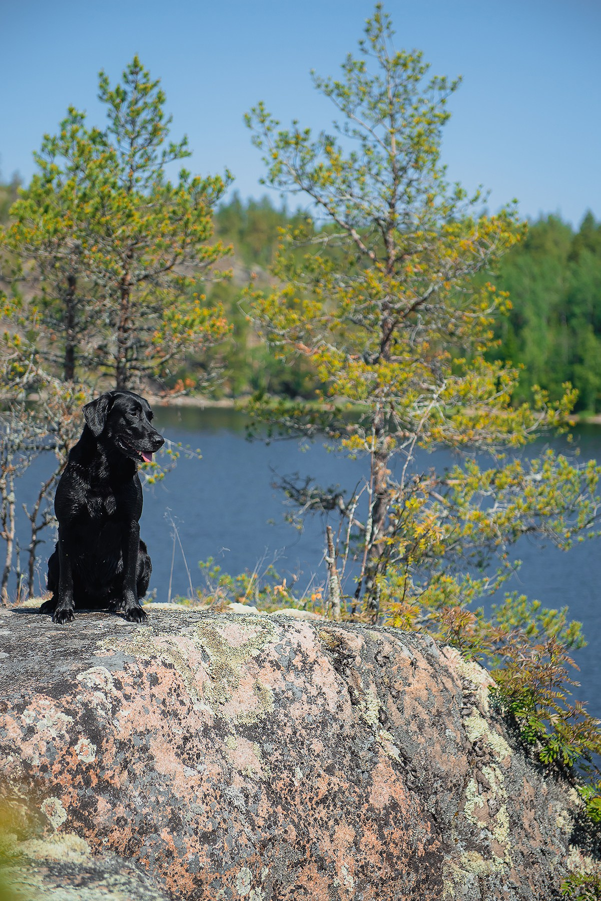 Карелия. Фотограф-анималист Наталья Светличная