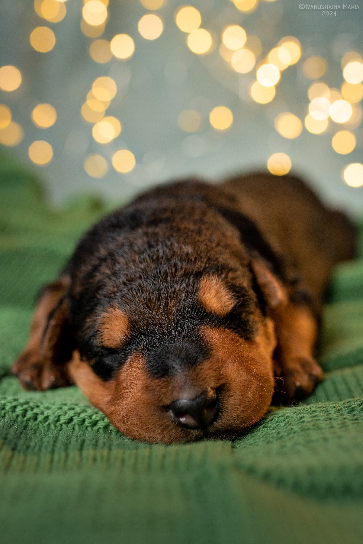 Ньюборн фотосессия щенков. Фотограф собак в Москве и Московской области Иванушкина Мария