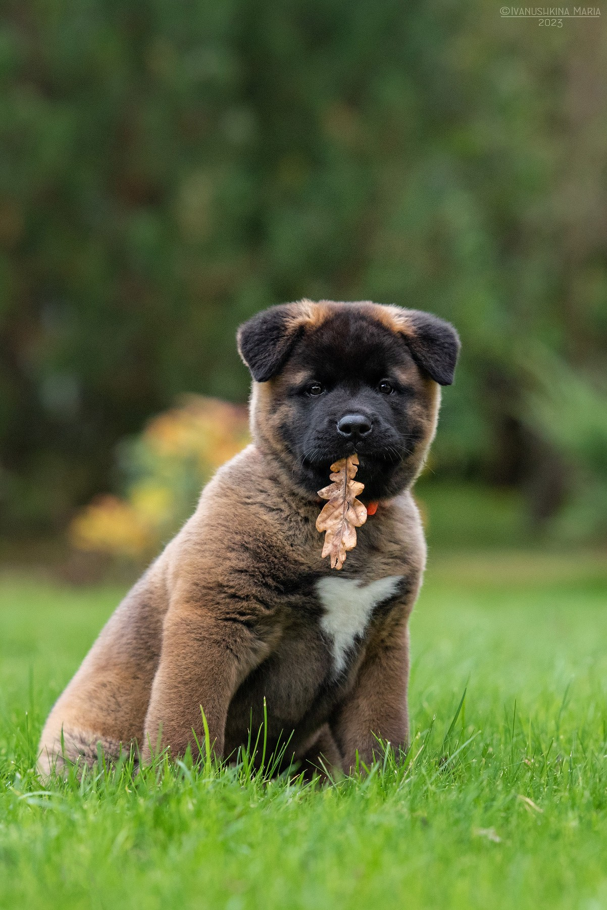 Фотосессия щенков на продажу. Фотограф собак в Москве и Московской области Иванушкина Мария
