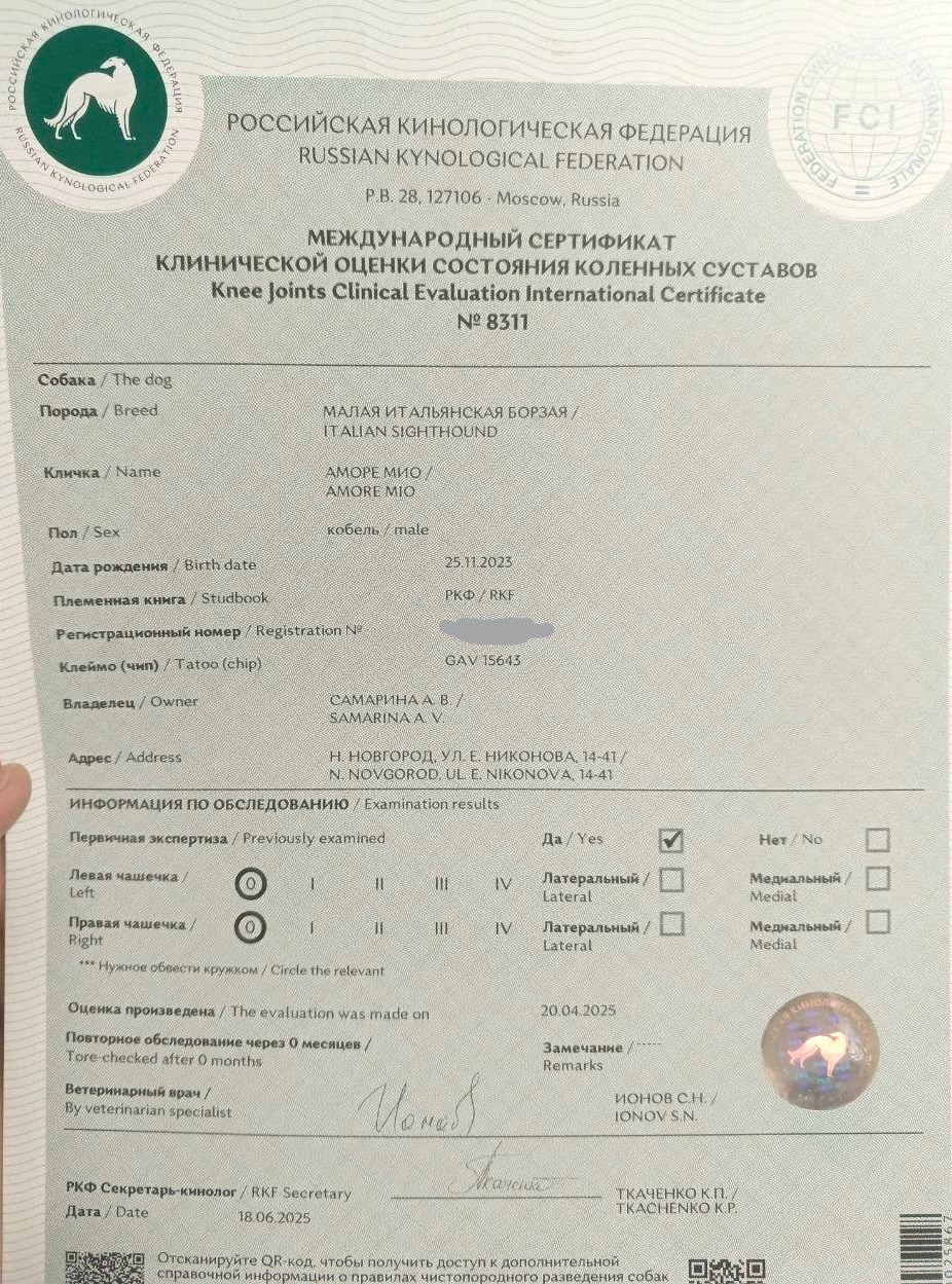 Июльские детки. Профессиональный питомник левреток РКФ/FCI ASTI SAPPHIRE 💎 Санкт-Петербург
