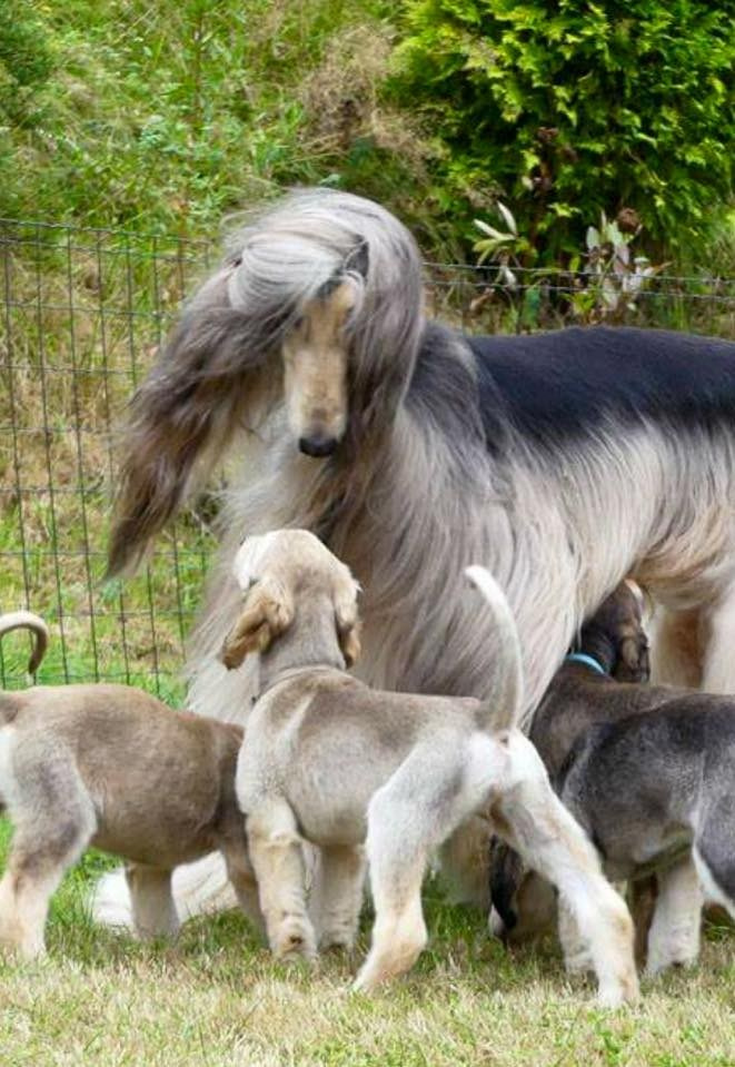 LYCORIS DREAMS BLUE DIAMOND «Evian». Профессиональный питомник левреток РКФ/FCI ASTI SAPPHIRE 💎 Сочи|Санкт-Петербург