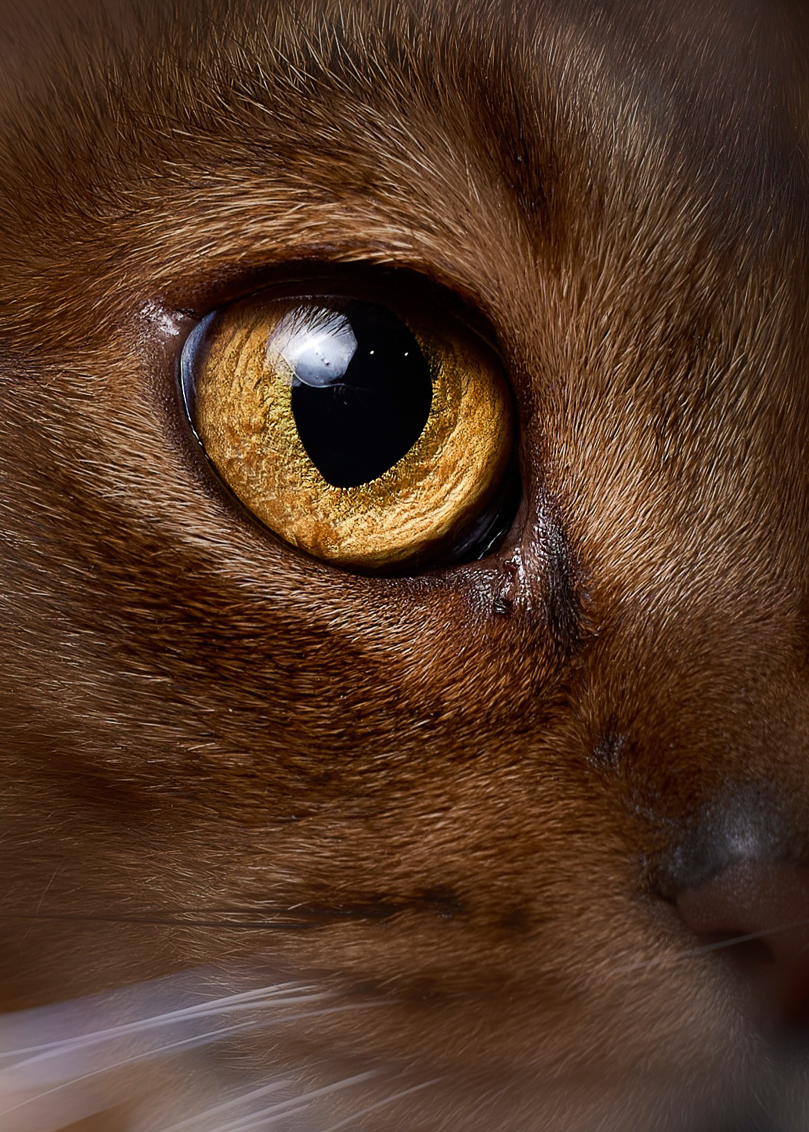 Животные отдельно